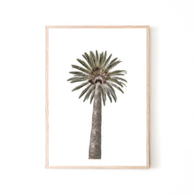  Palm