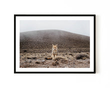  Patagonian Fox