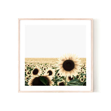  Sunflower Field